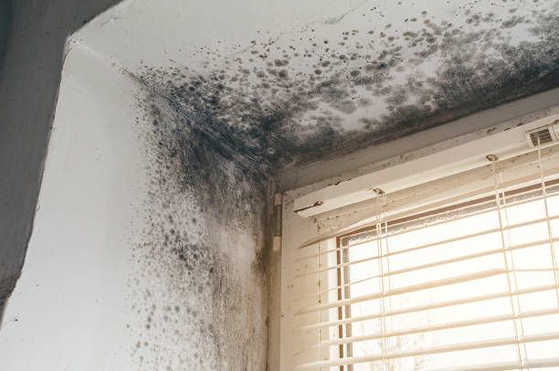 Affordable Mold Cleanup solutions in Luke, MD